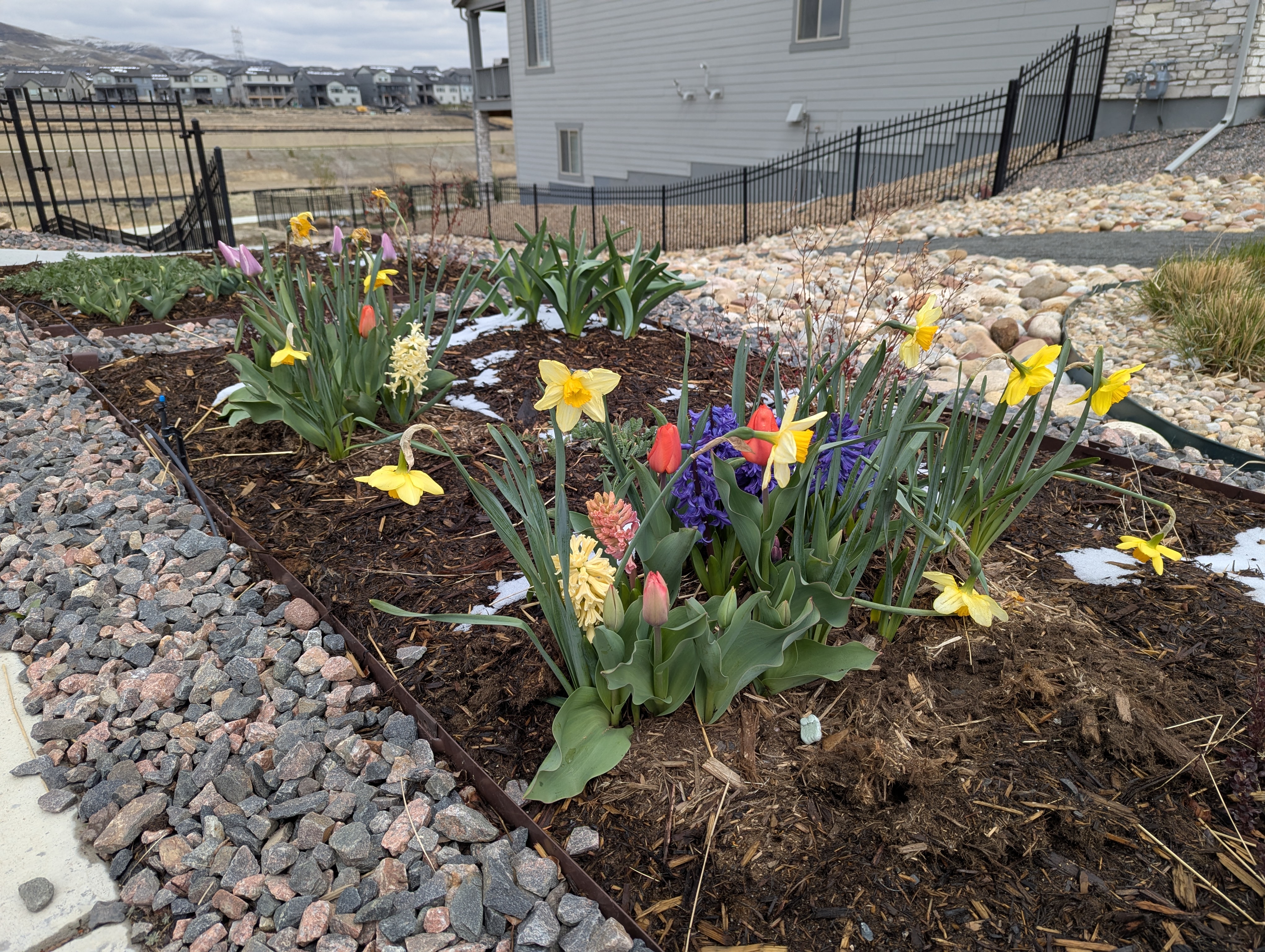 Daffodils, Hyacinth, Tulips, Morrison, Colorado